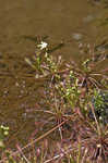 Spoonleaf sundew